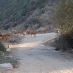 Baquitas llegando a sagres