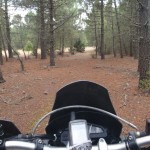 Entre pinos
