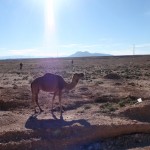 Camellos en el Atlas Medio